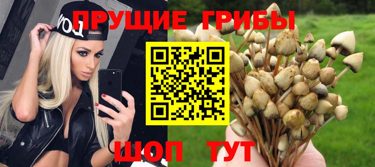 Псилоцибиновые грибы Psilocybe Кондопога