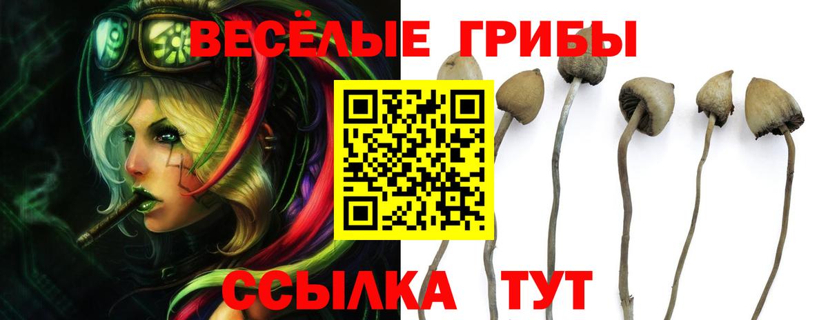 Псилоцибиновые грибы GOLDEN TEACHER  Псилоцибиновые грибы Cubensis  Вход с VPN  Кондопога 